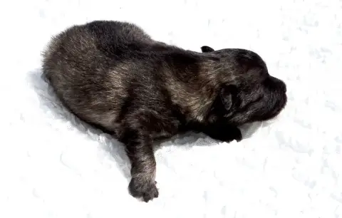 Spitz Allemand  Chiot photo 2