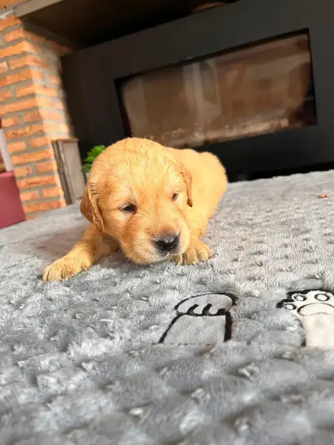 Golden Retriever  Chiot N°5 photo 3