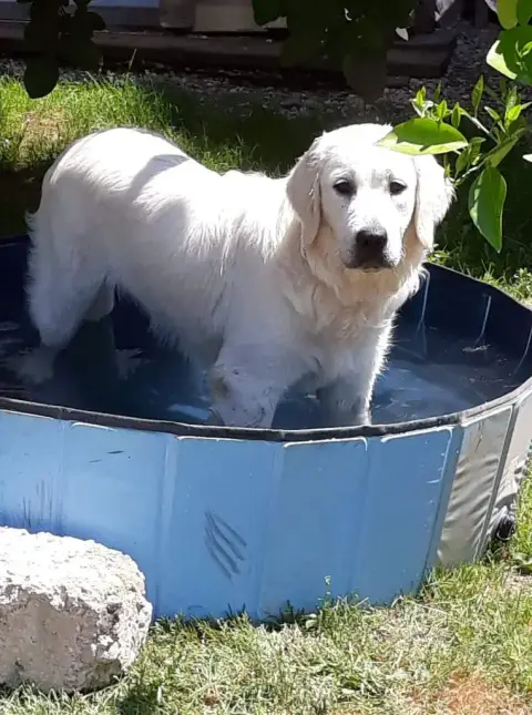 Golden Retriever  Chiot 2 De Sweety Fox photo 3