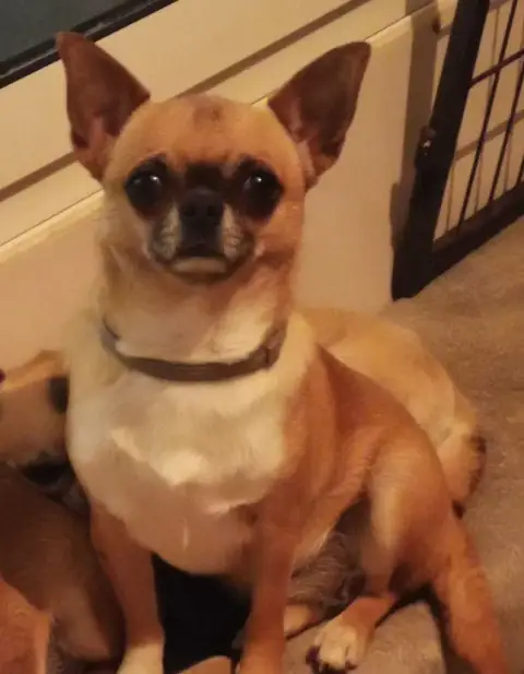 Chihuahua  Chiot 3 Of Little Dog'S Paradise photo 3
