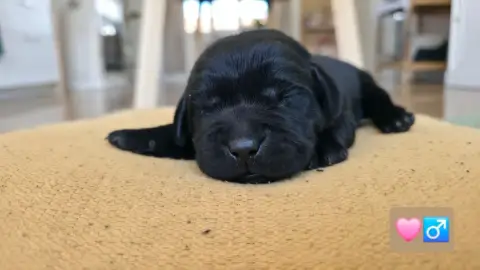 Labrador Retriever photo 2