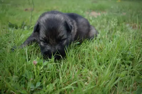 Berger Allemand Poil Long  Chiot N°1 Une Patte De Dia 50f08 photo 2