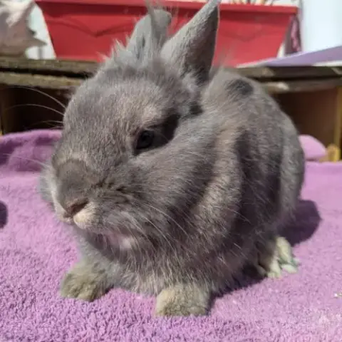Lapin