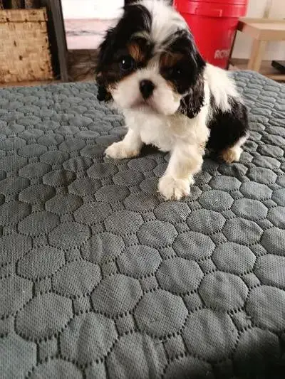 Cavalier King Charles Spaniel  Chiot N°3 Du Clos Des  ad7ee