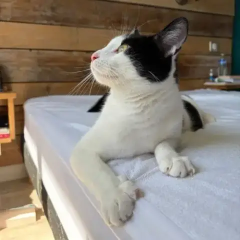 Chat Milo