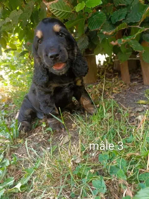 Cocker Spaniel Anglais  Chiot N°3 Des Pres Flamands 04892