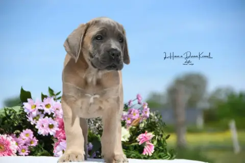 Cane Corso  Chiot N°6 I Have A Dream photo 3