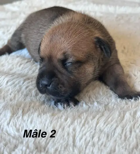 Staffordshire Bull Terrier  Chiot N°2 Du Royaume De B a19a8