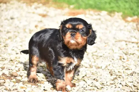 Cavalier King Charles Spaniel  Bentley Du Repère Des  d3645 photo 2