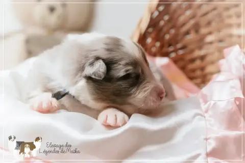 Berger Australien  Chiot N°6 Des Légendes De Maika photo 2