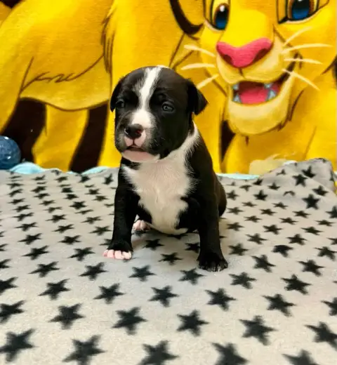 Staffordshire Bull Terrier  Bronko Du Hameau De Fonte b2251