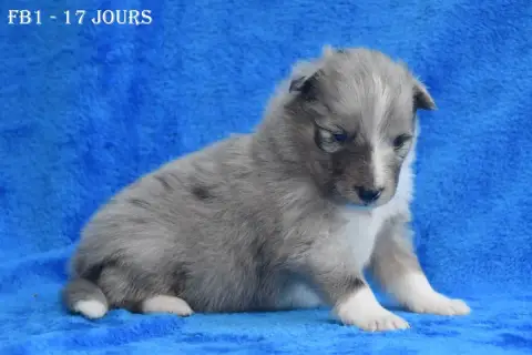 Shetland Sheepdog  Fb1 -