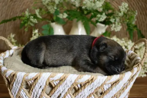 Eurasier  Miss Rose De Leyristone photo 2