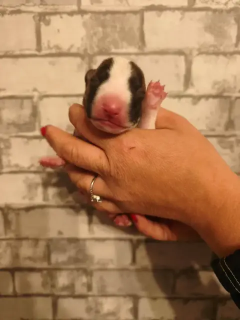 Bull Terrier Miniature  Chiot N°3 Of Secret'S Sources 8b70b photo 2
