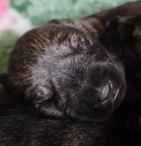 Schnauzer  Chiot N°8 Domaine De Pierremarie