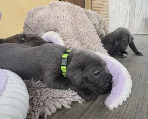 Cane Corso  Collier Vert Des Gardiens Des Sept Collin 4c90f