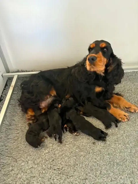 Cocker Spaniel Anglais  Chiot B3 De La Mare De L’Orai fe7a9
