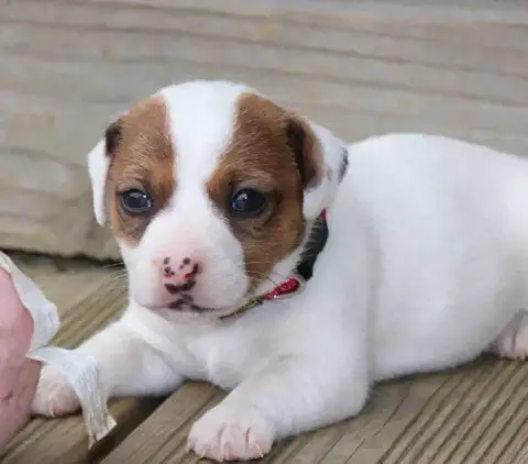 Jack Russell Terrier  Collier Fushia De La Lisardière 31746