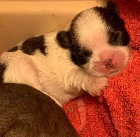 Shih Tzu  Bb1 D'Imperial Khan-