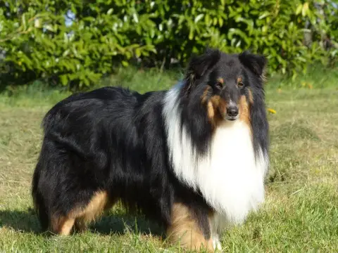 Shetland Sheepdog  Chiot 2 Du Banc Des Hermelles photo 3