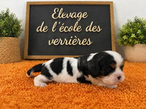 Cavalier King Charles Spaniel  Chiot N°5 De L'École D e8e18