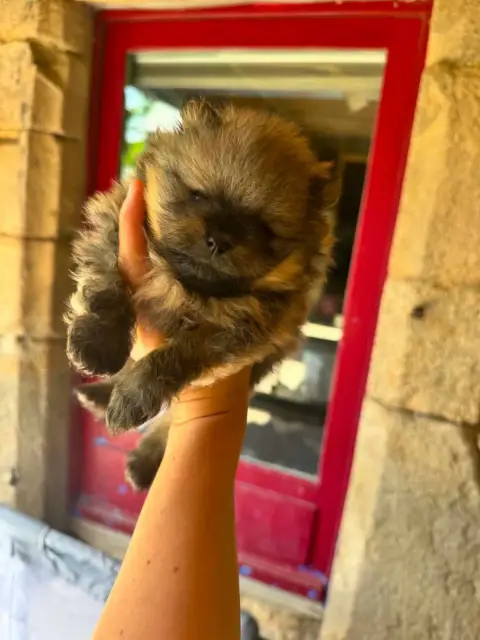 Spitz Allemand photo 2