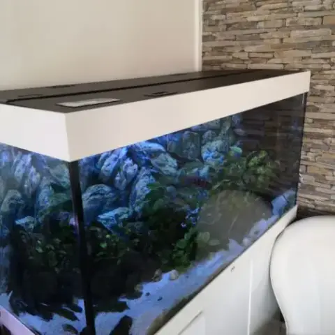 Aquarium Et/Ou  Cichlidées Tanganika