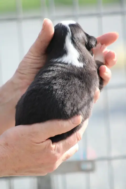 Berger Américain Miniature  Chiot 1 Des Romarins De M 0b8ed photo 3
