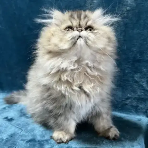 Chatons Persan Mâles Loof Blue Point Et Golden