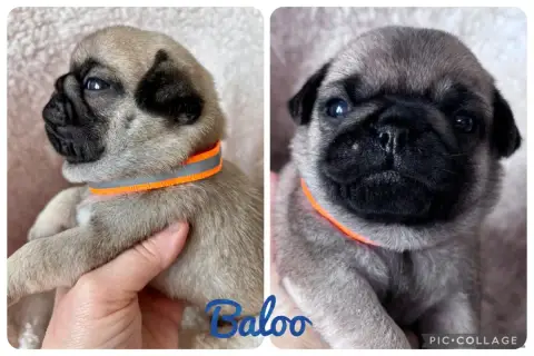 Carlin  Baloo Oggi E Domani Per Sempre