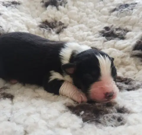 Berger Australien  Chiot 7 Des Regards Brulants