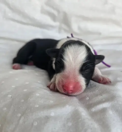 Berger Australien  Chiot N°6 Des Amours De Claya