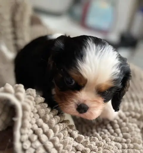 Cavalier King Charles Spaniel  Chiot 4 Du Chemin En T 7b238 photo 3