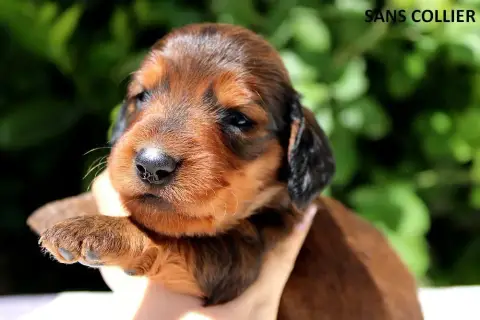 Teckel Poil Long  Chiot N°2 Of Moonlight Blue photo 2