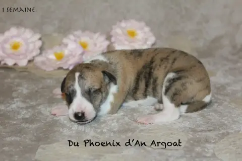 Whippet  Bella Du Phoenix D'An Argoat