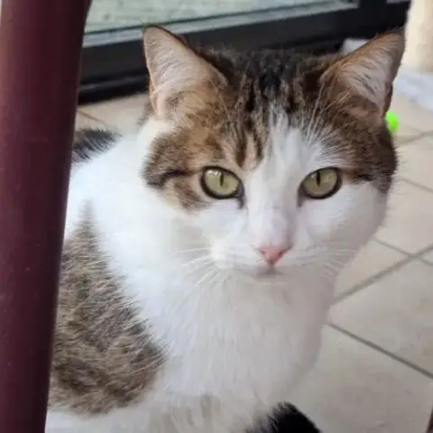 Chatte Indépendante-Lysandre