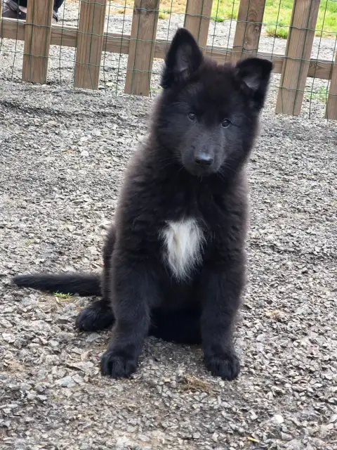 Berger Belge  Chiot 8 De La Castelouve