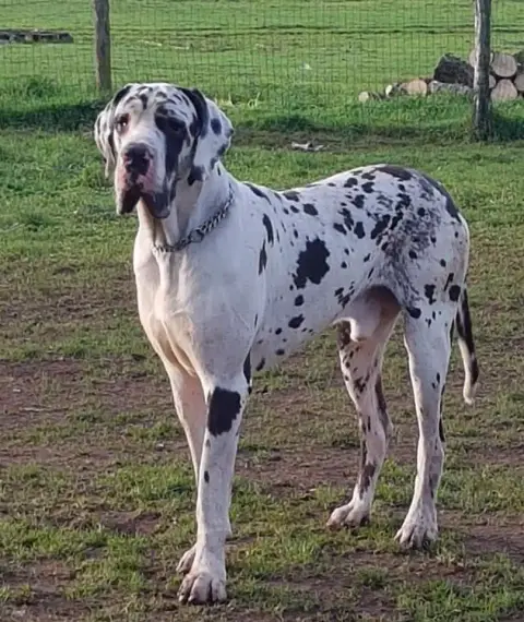 Dogue Allemand  Chiot N°2 Des Terres Du Grazo photo 3