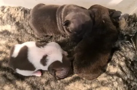 Bouledogue Français  Chiot 3 Domaine De Floyd Et Loun ab2bb