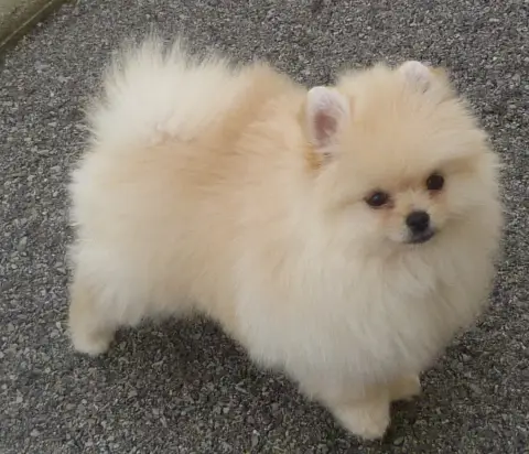 Spitz Allemand  Bianca Des Petits Ecureuils photo 3
