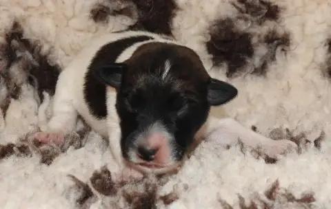 Fox Terrier Poil Lisse  Chiot