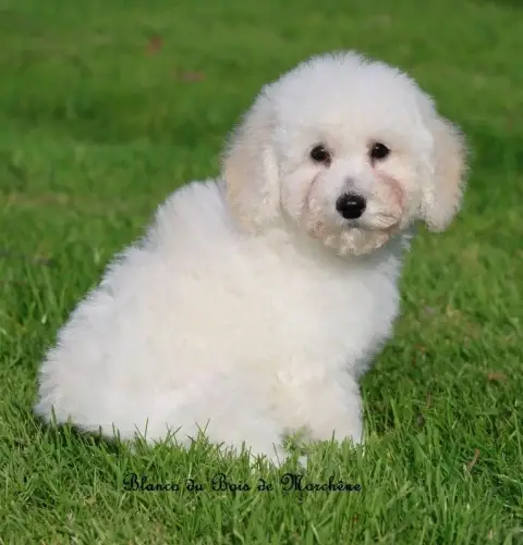 Caniche  Blanco Du Bois De Morchène