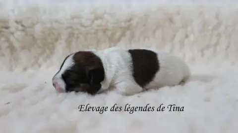 Jack Russell Terrier  Bolt Des Légendes De Tina