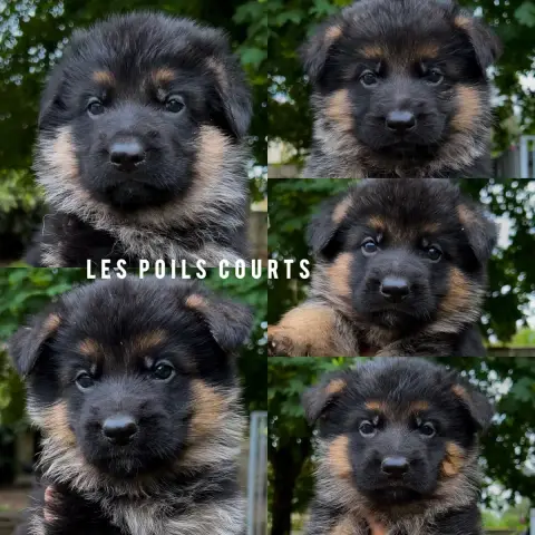 Berger Allemand photo 2