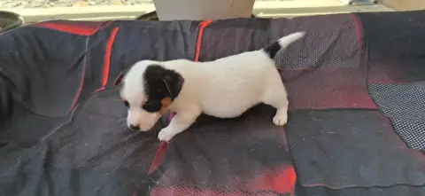 Jack Russell Terrier  Chiot 2 De L'Etang De Rochefort 2b86d