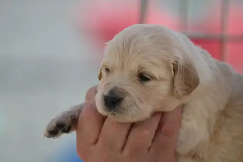 Golden Retriever  Chiot N°9 Des Romarins De Mayerling b4224 photo 3
