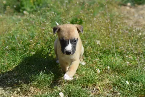 Whippet  Chiot 5 Du Haras Eclair Horside'Whip