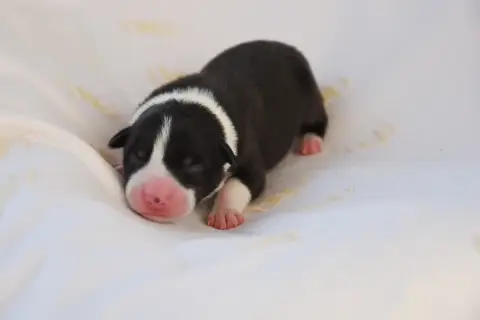 Border Collie