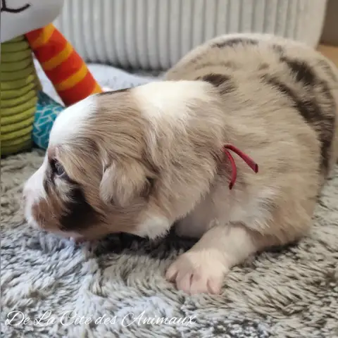 Berger Australien  Chiot 1 / Collier Rouge De La Cité 301de photo 3