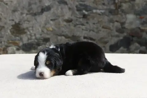 Bouvier Bernois  Chiot 5 De La Vallée De L'Hyrome photo 3